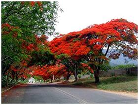 Flowering Tree - Road Side Flowering Shade Tree - 10 Seeds by Creative Farmer