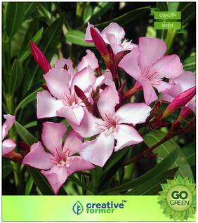 Flowering Tree Seeds : Indian Oleander (Kaner     ) Nerium Indicum Premium Kitchen Garden Plant Seeds