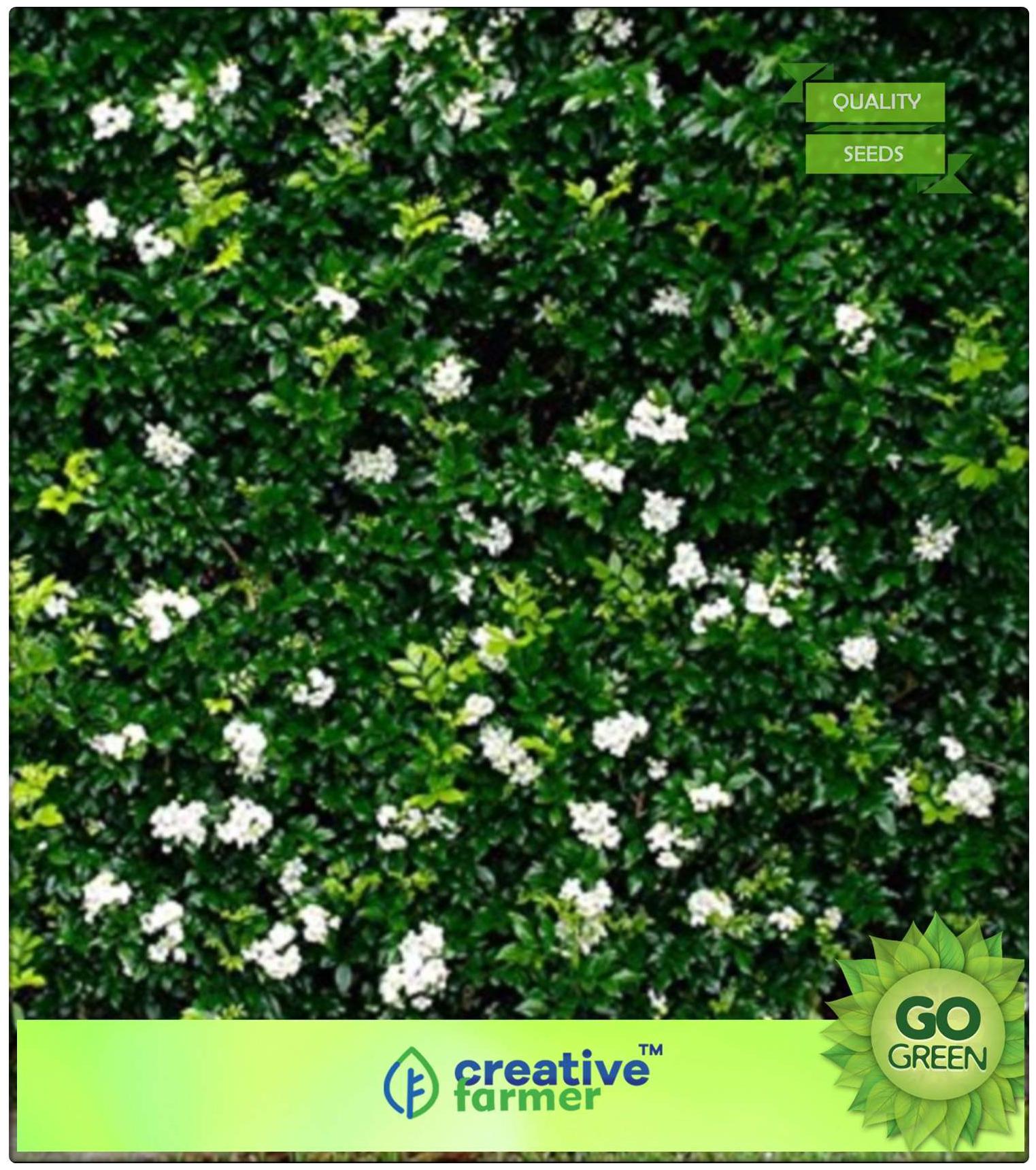 https://assetscdn1.paytm.com/images/catalog/product/H/HO/HOMFLOWERING-TRCREA88747CD224888/1563036678636_0..jpg
