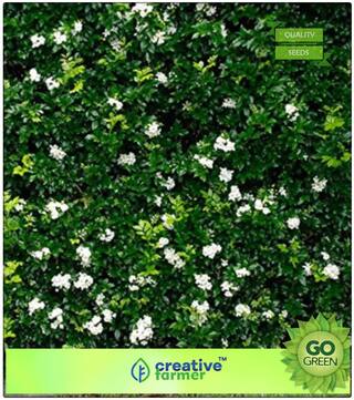 Flowering Tree Seeds : Evergreen Leaflets Kamini Kusum Premium Kitchen Garden Plant Seeds