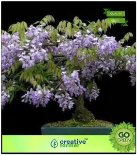 Flowering Tree : Blue Flowering Premium Kitchen Garden Plant Seeds