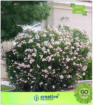 Flowering Tree Seeds : Nerium Oleander Premium Kitchen Garden Plant Seeds