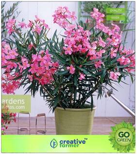 Flowering Tree Seeds : Nerium Oleander For Container Premium Kitchen Garden Plant Seeds