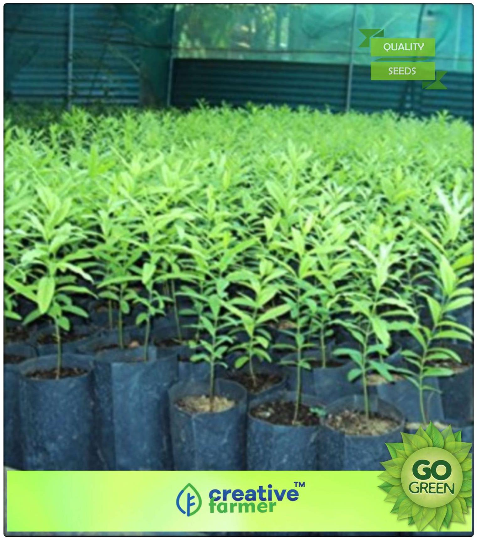 https://assetscdn1.paytm.com/images/catalog/product/H/HO/HOMFLOWERING-TRCREA88747D954AB30/1563038918881_0..jpg