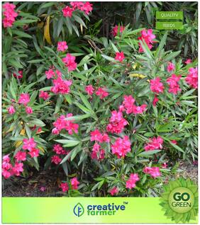Flowering Tree Seeds : Container Plants Oleanders Premium Kitchen Garden Plant Seeds