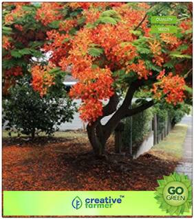 Flowering Tree Seeds : Kempu Torai Premium Kitchen Garden Plant Seeds