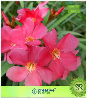 Flowering Tree Seeds : Nerium Sweet Smelling Flowers Variety Premium Kitchen Garden Plant Seeds