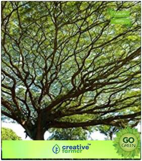 Flowering Tree Seeds : Inga Saman Premium Kitchen Garden Plant Seeds