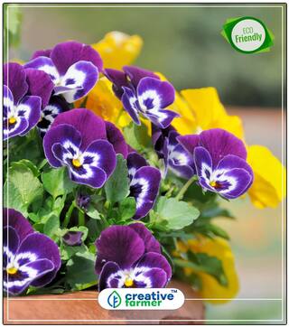 Football Flowers Pansy Summer Seeds Flower Perfect Home Garden Plant Seeds
