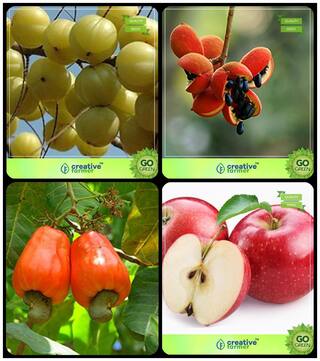 Forest Tree Seeds Amla Tree;Sterculia Guttata;Cashew;Apple Combo For Home Garden Veg Tree