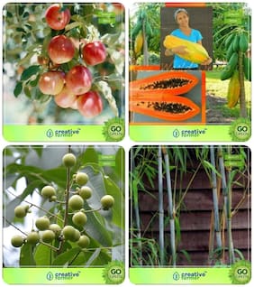 Forest Tree Seeds Apple;Papaya;Sapindus Emarginatus;Small Bamboo Combo For Home Garden Fruit Seeds