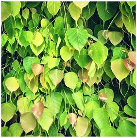 Forestry Seeds Peepul Sacred Fig Tree Air Purifying Plant Seeds Tree Seeds For Garden Pack By Creative Farmer