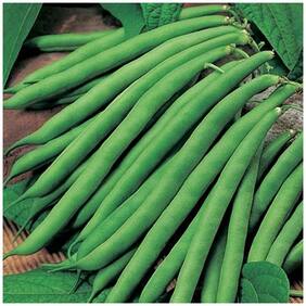 French Beans Seeds Hybrid Selection Kitchen Garden Pack by Creative Farmer