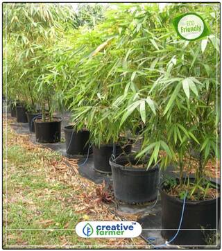 Fresh Giant Moso Bamboo Seeds For Diy Home Garden Bamboo Seeds Perfect Home Garden Plant Seeds