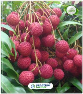 Fresh Lychee Litchi Seeds Rare Delicious Sweet Seasonal Fruit Tree Fruit Plant Tree Perfect Home Garden Plant Seeds
