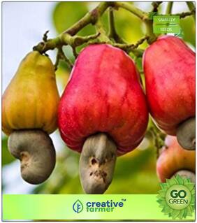 Fruit And Nut Seeds : Cashew Nut Seeds Premium Kitchen Garden Plant Seeds