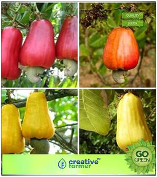 Fruit And Nut Seeds : Cashew Nut Combo Seeds Pack Premium Kitchen Garden Plant Seeds