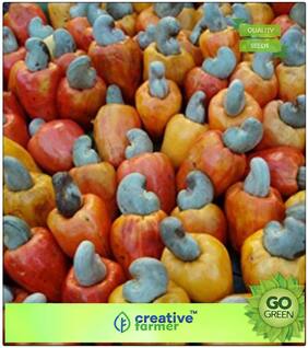 Fruit And Nut Seeds : Cashew Nut Or Anacardium Occidentale Seeds Premium Kitchen Garden Plant Seeds