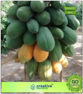 Fruit Bonsai Seeds : Imported Thailand Sweet Papaya Seeds - Good Growing Papaya Fruit Plant Seeds Bonsai Plant Seeds Premium Kitchen Garden Plant Seeds