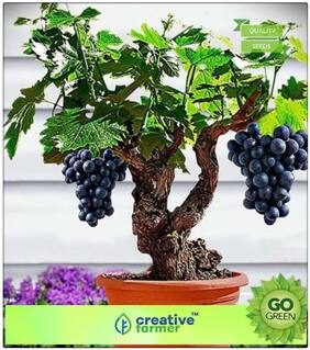 Fruit Bonsai Seeds : Imported Green Grapes Sweet And Delicious Fruit Seeds Pack Premium Kitchen Garden Plant Seeds