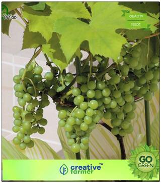 Fruit Bonsai Seeds : Fruit Seeds Fruit Seeds - Giant Red Globe Grape Vitis Fruit Vine 10 Seeds Fruit Seeds For Garden Kitchen Garden Pack Premium Kitchen Garden Plant Seeds