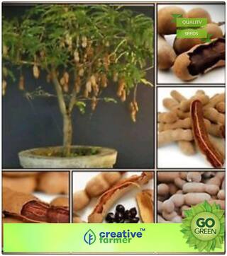 Fruit Bonsai Seeds : Fruit Seeds Tamarind Tree Seeds Fruit Seeds Organic Bonsai Plant Seeds Premium Kitchen Garden Plant Seeds