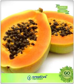 Fruit Bonsai Seeds : Papaya Seeds Hybrid Fruit Seeds For Garden Bonsai Plant Seeds Premium Kitchen Garden Plant Seeds