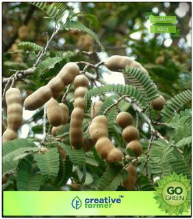Fruit Bonsai Seeds : Fruit Seeds Sweet Thai Tamarind Fruit Seeds 10 Seeds Seeds For Terrace Garden Bonsai Plant Seeds Premium Kitchen Garden Plant Seeds