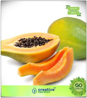 Fruit Bonsai Seeds : Orange Flesh Papaya Seeds Bonsai Plant Seeds Premium Kitchen Garden Plant Seeds