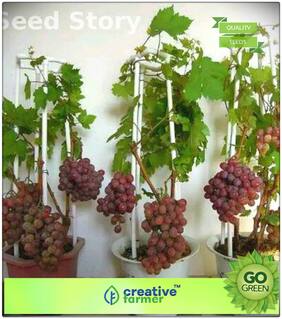 Fruit Bonsai Seeds : Fruit Seeds Golden Finger Green Sweet Grape Imported Rare Exotic Seeds Fruit Seeds For Garden Kitchen Garden Pack Premium Kitchen Garden Plant Seeds