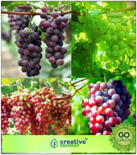 Fruit Bonsai Seeds : Fruit Seeds Finger Grape Seeds Advanced Rare Fruit Seeds Fruit Plant Seeds Pack Premium Kitchen Garden Plant Seeds