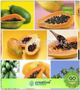 Fruit Bonsai Seeds : Fruit Seeds Giant Papaya Fruit Seeds For Fruit Fruit Seeds Organic Bonsai Plant Seeds Premium Kitchen Garden Plant Seeds