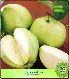 Fruit Bonsai Seeds : Giant Indian Guava Seeds Fruit Plant Seeds For Garden Fruit Seeds Premium Kitchen Garden Plant Seeds