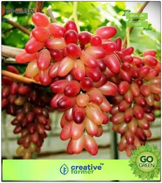 Fruit Bonsai Seeds : Fruit Seeds Red Grape Seeds Exotic Plant Fruit Seeds Kitchen Garden Pack Premium Kitchen Garden Plant Seeds