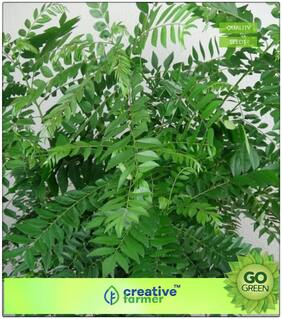 Fruit Bonsai Seeds : Leafy Vegetable Seeds - Curry Leaf Seeds Seeds For Organic Farming Premium Kitchen Garden Plant Seeds Premium Kitchen Garden Plant Seeds