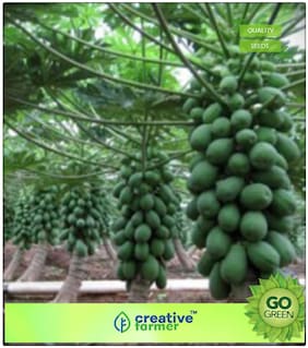 Fruit Bonsai Seeds : Fruit Seeds Papaya Indian Beauty Produce Heavily Fruit Seeds Fruit Seeds For Agriculture Bonsai Plant Seeds Premium Kitchen Garden Plant Seeds