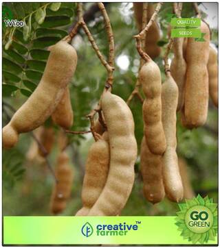 Fruit Bonsai Seeds : Fruit Seeds Tamarind Imli Or Tamarindus Indica Tree Fruit Seeds Fruit Plant Seeds Bonsai Plant Seeds Premium Kitchen Garden Plant Seeds