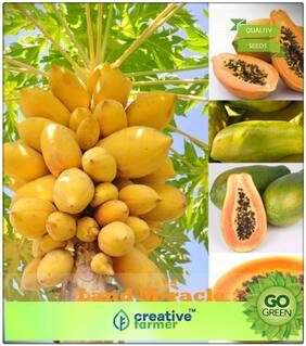 Fruit Bonsai Seeds : Fruit Seeds Fruit Seeds Dwarf Honey Papaya Tree Plant Container Garden Bonsai Plant Seeds Premium Kitchen Garden Plant Seeds