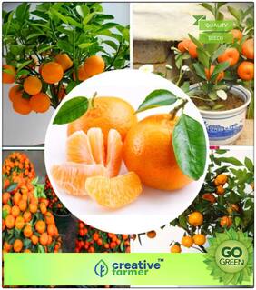 Fruit Bonsai Seeds : Chinese Orange Fruit Seeds For Terrace Garden Fruit Seeds Garden Pack Premium Kitchen Garden Plant Seeds