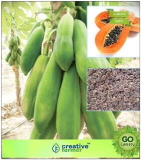 Fruit Bonsai Seeds : Dwarf Papaya Tr Hovey Carica Papaya Sweet Flesh Papaya Fruit Seeds For Terrace Garden Bonsai Plant Seeds Premium Kitchen Garden Plant Seeds