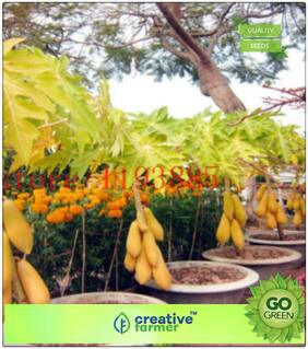 Fruit Bonsai Seeds : Best Quality Papaya Seeds Fruit Seeds For Organic Farming Bonsai Plant Seeds Premium Kitchen Garden Plant Seeds