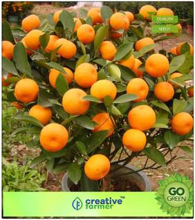 Fruit Bonsai Seeds : Orange Tree Fruit Plant Seeds Gardening Fruit Seeds Fruit Seeds Garden Pack Premium Kitchen Garden Plant Seeds
