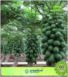 Fruit Bonsai Seeds : Thailand Dwarf Papaya Fruit Seed High Growing Beautiful Dwarf Papaya Fruit Seeds For Garden Bonsai Plant Seeds Premium Kitchen Garden Plant Seeds