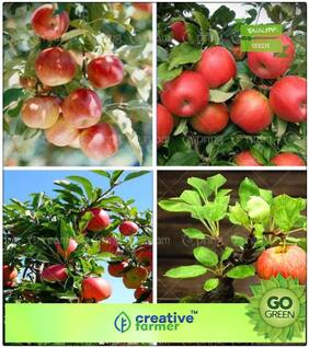 Fruit Plant Seeds : Dwarf Fuji Apple Tree Plant Premium Kitchen Garden Plant Seeds