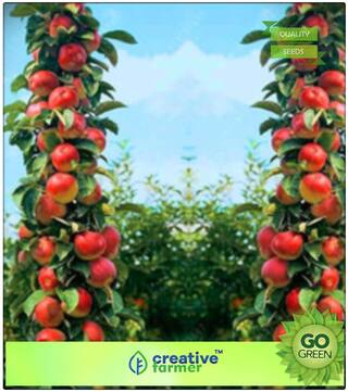 Fruit Plant Seeds : Dwarf Miniature Fuji Apple Tree Fruit Seeds Non Hybrid Premium Kitchen Garden Plant Seeds