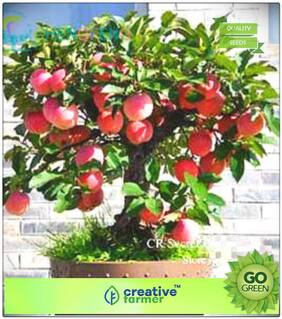 Fruit Plant Seeds : Apple Seeds - Seb Seeds Premium Kitchen Garden Plant Seeds