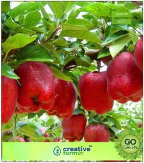 Fruit Plant Seeds : Apple - Red