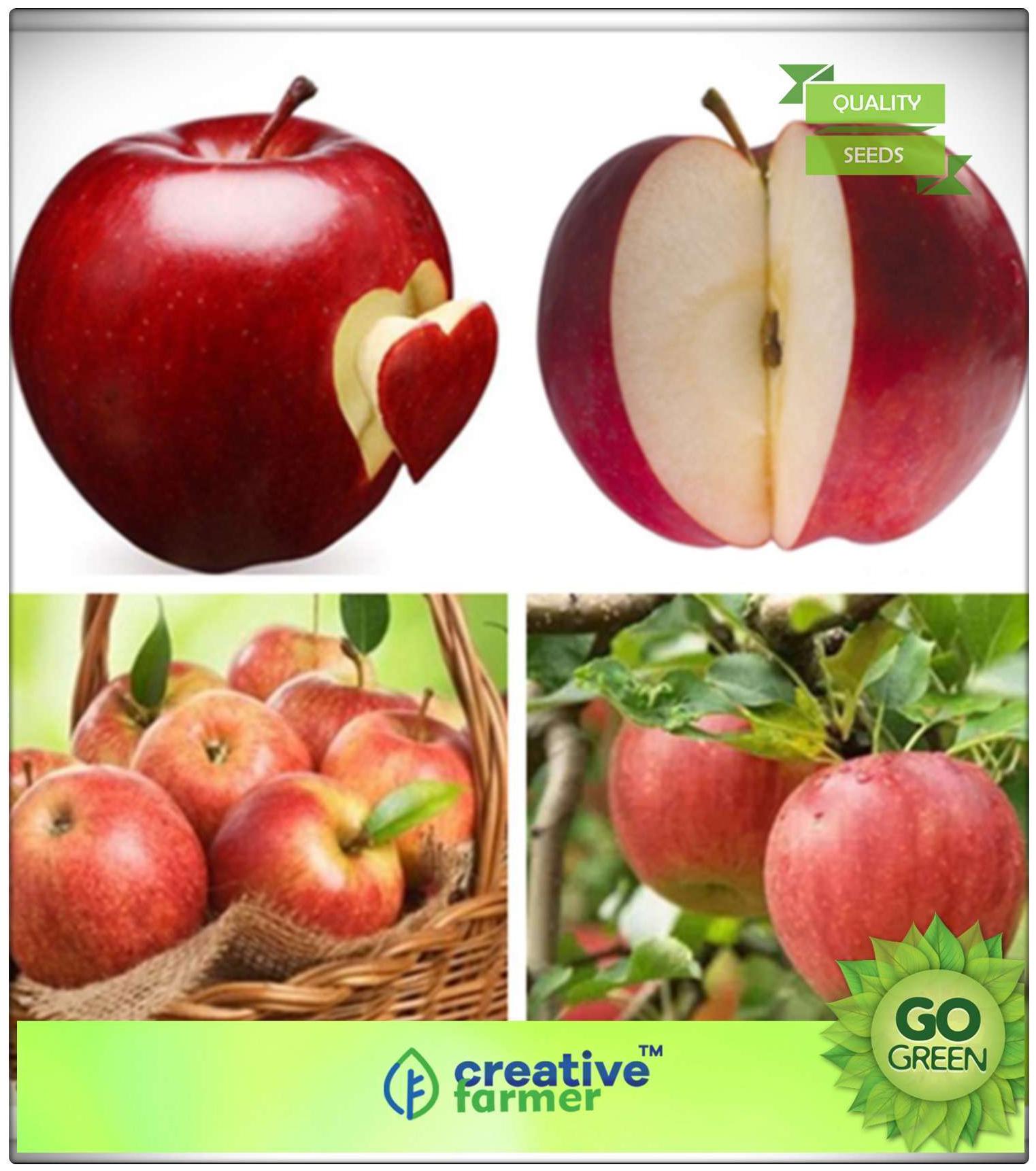 https://assetscdn1.paytm.com/images/catalog/product/H/HO/HOMFRUIT-PLANT-CREA88747727A20E6/1563036221634_0..jpg