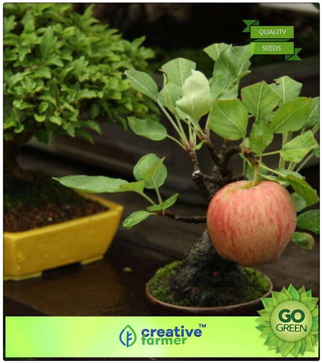Fruit Plant Seeds : Dwarf Apple Tree Seeds Home Garden Yard Outdoor Living Premium Kitchen Garden Plant Seeds