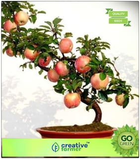Fruit Plant Seeds : Kashmir Apple Seeds Fruits Premium Kitchen Garden Plant Seeds